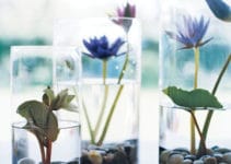 Decora tu casa con estas plantas de agua para interiores