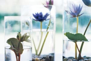 plantas de agua para interiores decorativas
