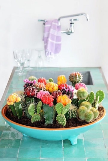 cactus en frascos de vidrio ideas