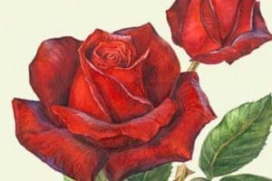 Hermosos y tradicionales cuadros de rosas al oleo