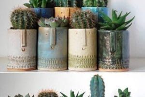 beneficios de los cactus en casa en tazas