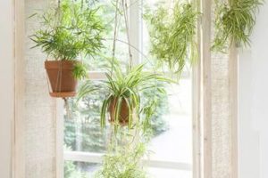 Decoraciones con plantas para dentro de la casa