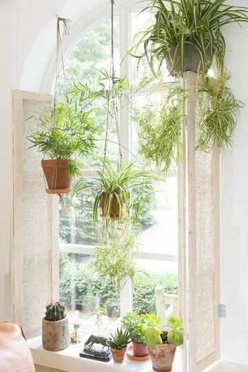 plantas para dentro de la casa en ventanas