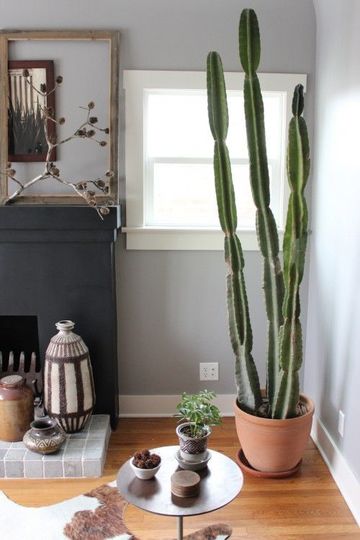 plantas decorativas para interiores cactus