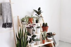 Opciones geniales de plantas decorativas para interiores