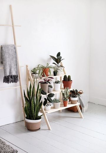 plantas decorativas para interiores pequeñas