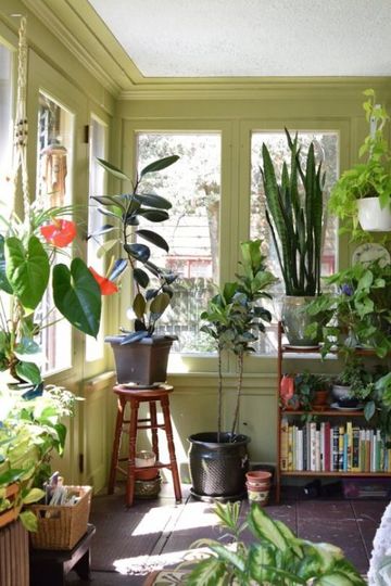 plantas decorativas para interiores variadas