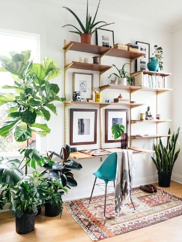 decorar salon con plantas naturales de interiores