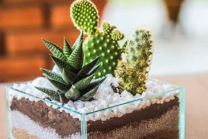 arreglos de cactus en vidrio decorativas