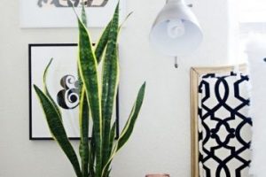 6 especies de plantas para decoracion de interiores