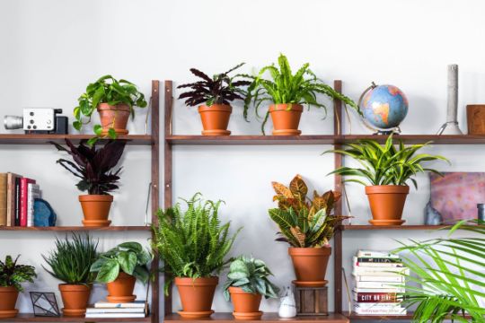 plantas para decoracion de interiores pequeñas