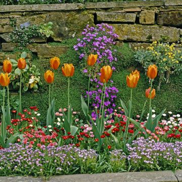 plantas para patios pequeños flores