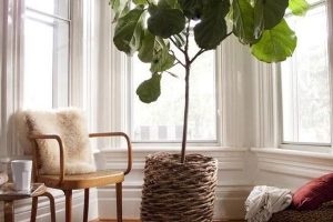 3 trucos para saber como decorar con plantas la casa