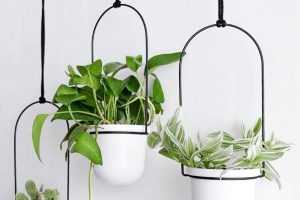 como poner plantas en la pared de manera minimalista