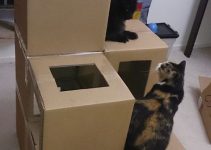 4 estilos en casas para gatos de carton y pasos para una