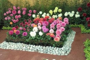Hermosos jardines pequeños con flores 5 coloridas