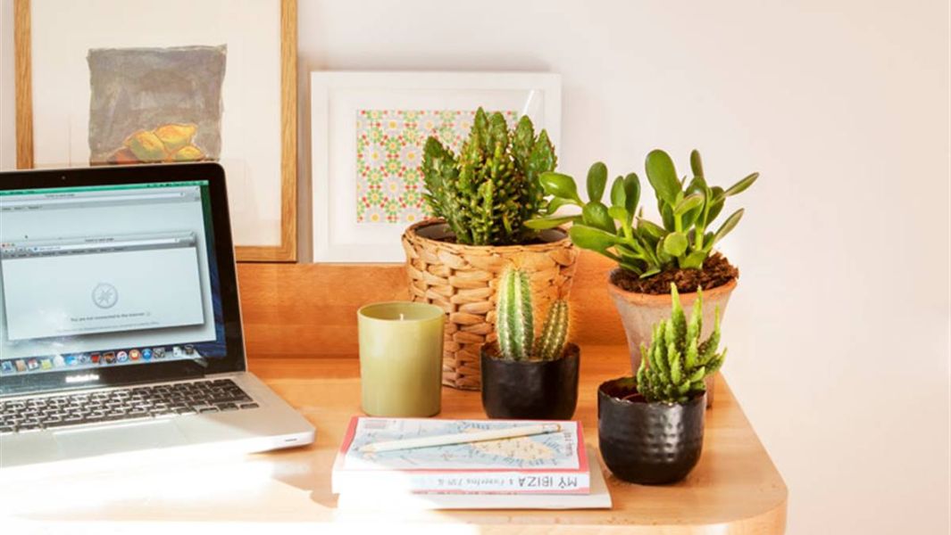 como decorar tu escritorio de estudio con plantas