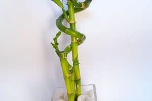 decoracion bambu de la suerte planta