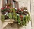 Decoración balcones con plantas colgantes 5 especies