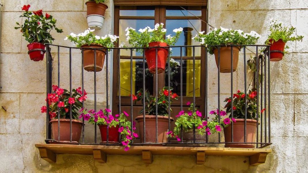 balcones con plantas colgantes geranios