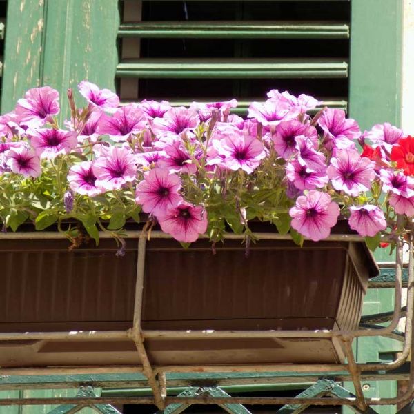 balcones con plantas colgantes petunias