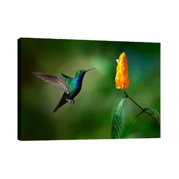cuadros de colibries con flores fotos