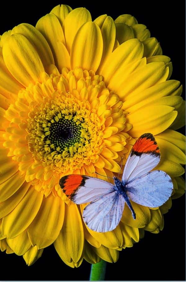 pinturas de mariposas y flores hiperrealista