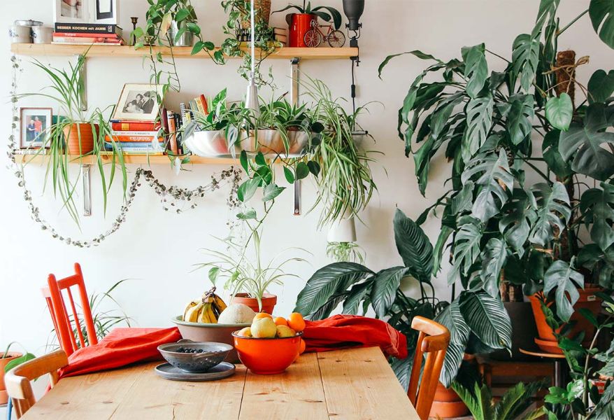 interior de casa moderna con plantas
